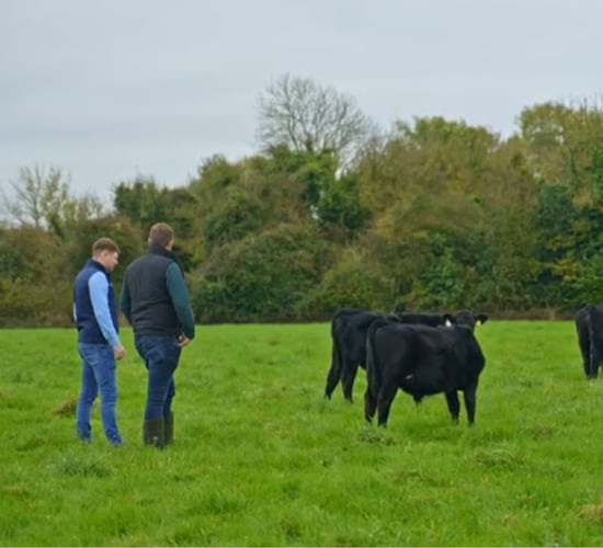 Rural focus revisit: Young farmers buying calves with no up-front payment