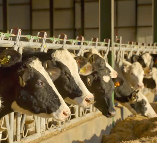 Award winning Hallow Holsteins and its ‘unbelievable year’