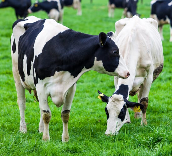 Centenary Thurles recruiting new CEO as it predicts 'third highest milk supply year on record'