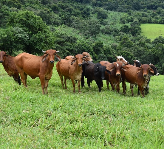 Mercosur: MEP believes trade deals must work for 'both sides'