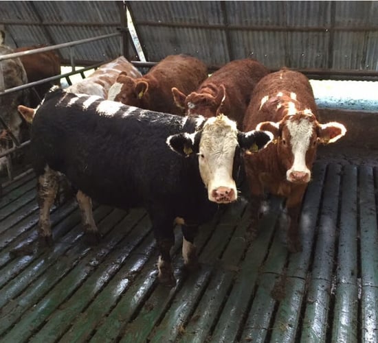 Winter beef: Making the call on a shed finish or back to grass