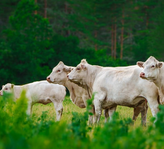 EU beef production projected to 'decline further' driven by herd reduction - report