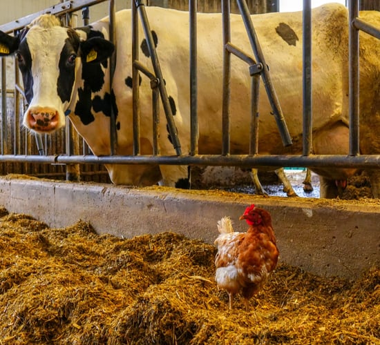 New biosecurity strategy launched as Ireland faces 'ongoing threats'