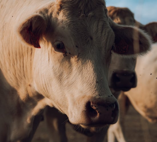 266 cases of bluetongue in GB in 2025 season - Defra