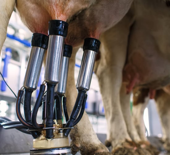 Domestic milk intake jumped to 708 million litres in October 2025 - CSO