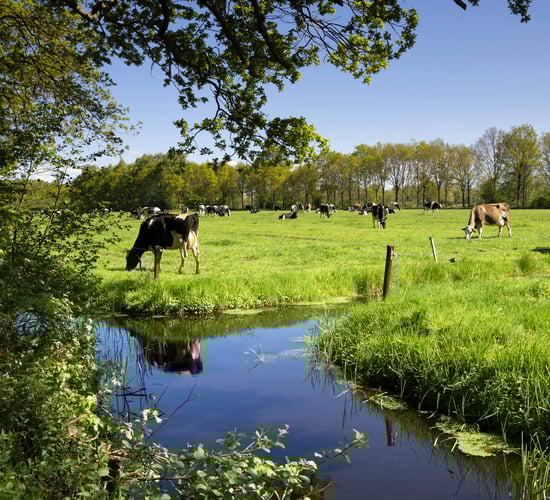 Dutch cite decision for Ireland in bid to secure its own derogation