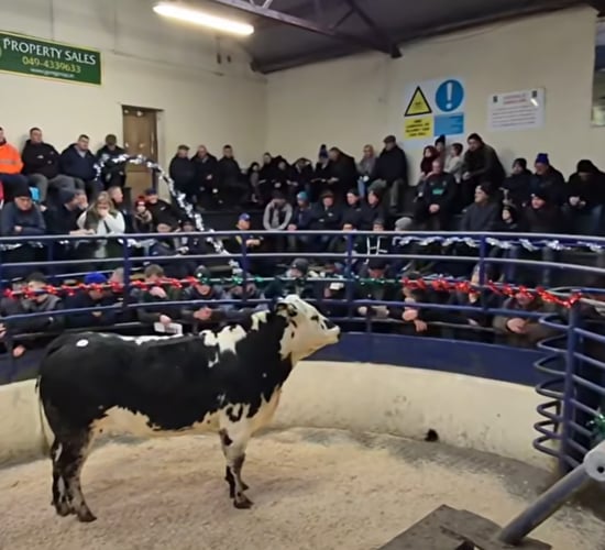 Sale report: Top prices from Herbies Heifers sale in Carrigallen