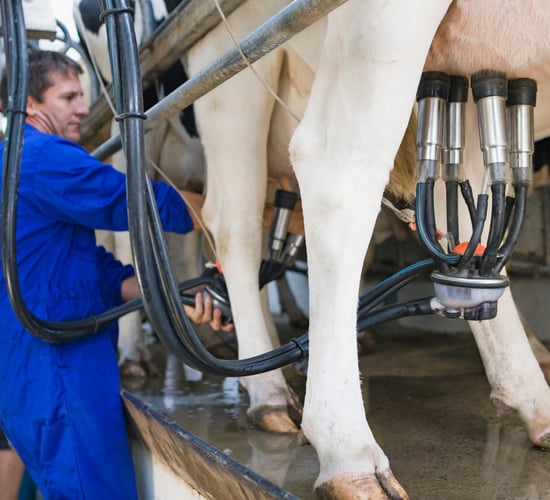Genetic improvements and new feeding tech expected to boost EU milk yields - report