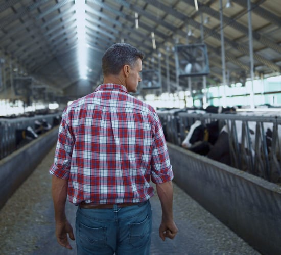 Who had the top farm income in 2025 - dairy or beef farmers?