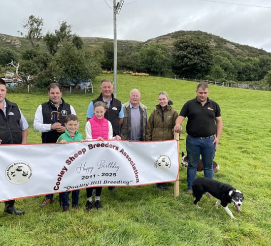 Rural Focus Revisit: Cooley Sheep Breeders 24 years since the cull