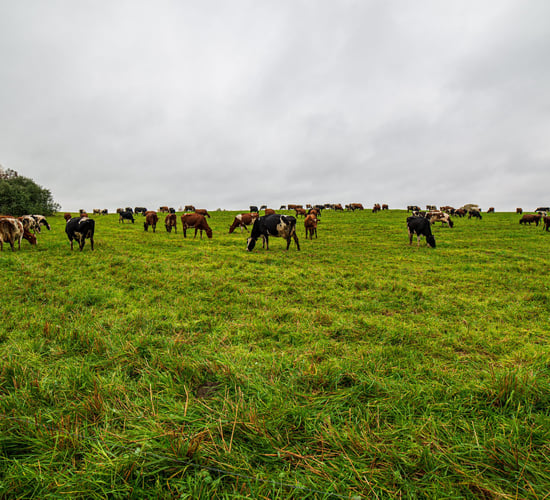 CSO report: Cattle prices expected to be up by 43% in 2025