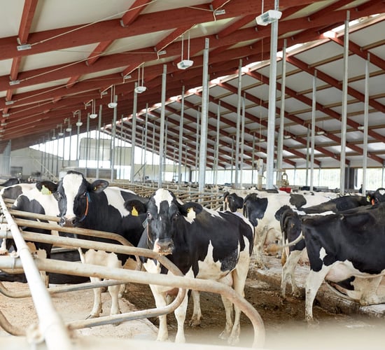 Final GDT auction of 2025 sees yet another fall in dairy prices
