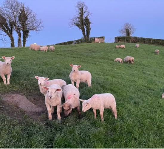Are there signs of optimism for the Irish lamb trade in 2026?