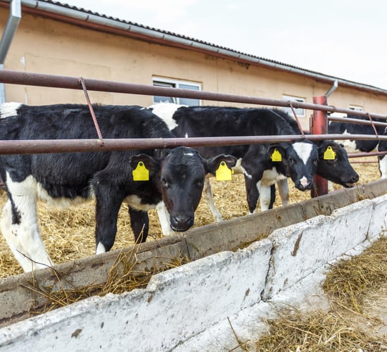 'Fear' farmers will go directly to abattoirs due to flat rate VAT change - senator