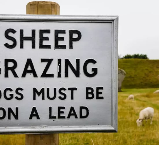 Graphic video: Farmer calls for dog microchip reform after fatal sheep attack