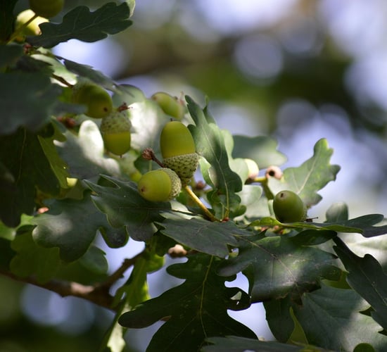 Oak is 'key to future afforestation and habitat improvement' - report