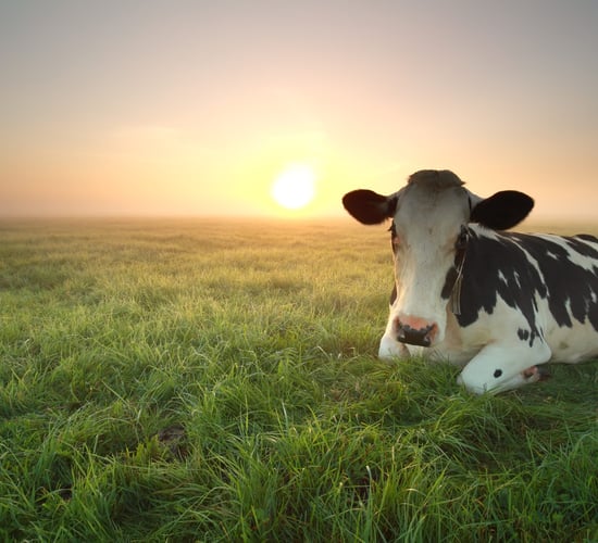 Ample milk supplies to impact on commodity prices - Rabobank