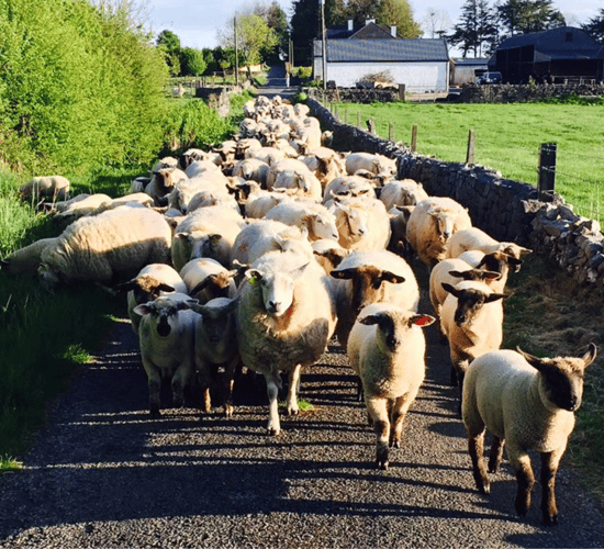 Sheep Ireland confident updated evaluations will deliver gains