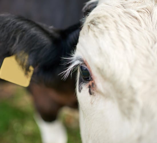 UFU: 'No intention to cull animals' at this time in relation to bluetongue