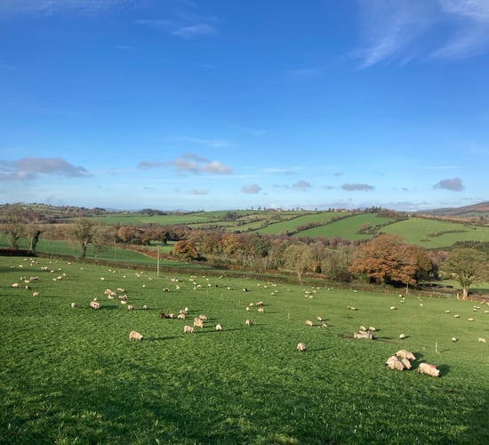 What has store lamb performance been like at ABP Demo Farm?