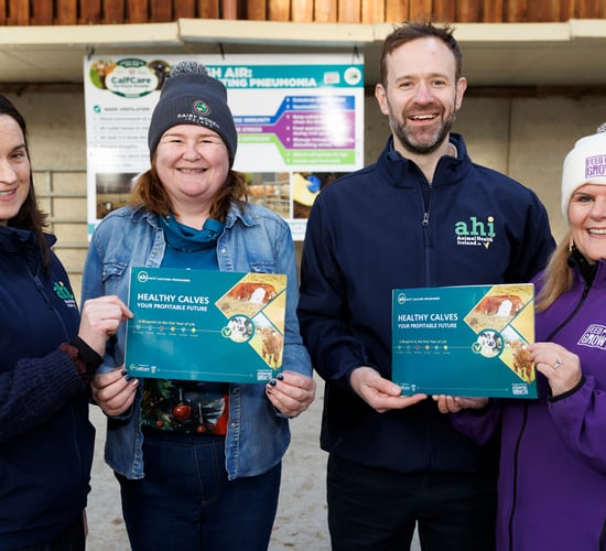 New 'blueprint' for dairy farmers to help rear calves