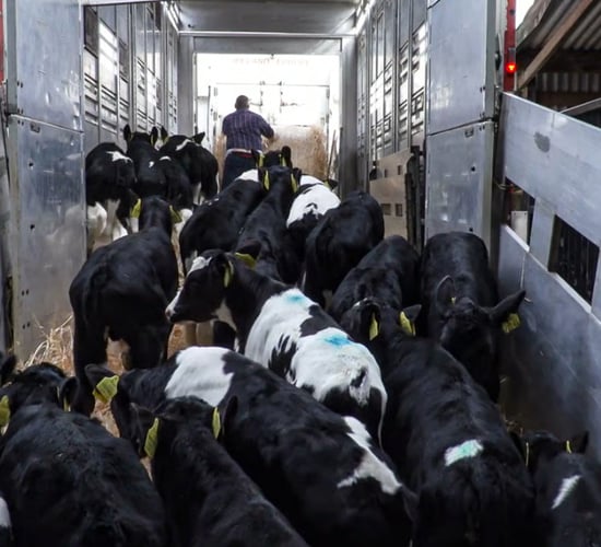 2025 factory calf slaughter numbers fall to 3,400 head