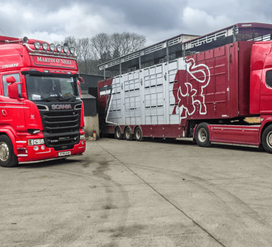 Lift to cattle trade as 4,000 male cattle wanted for new contract