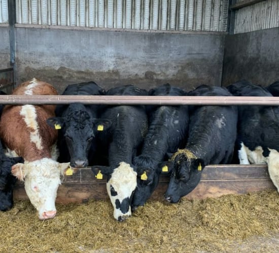 Factory quotes: Up to 25c/kg difference in prime cattle offers