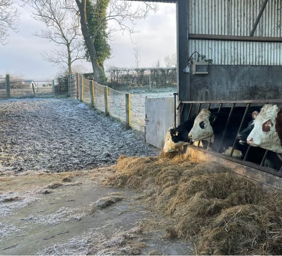 Keeping an eye on lice outbreaks in cattle housed for the winter