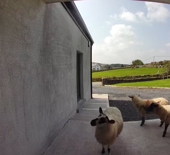 Watch: Escaped flock of sheep pay Mayo homeowner a surprise visit