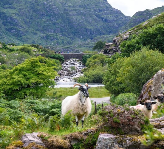 Ireland to host European Wool Day 2026