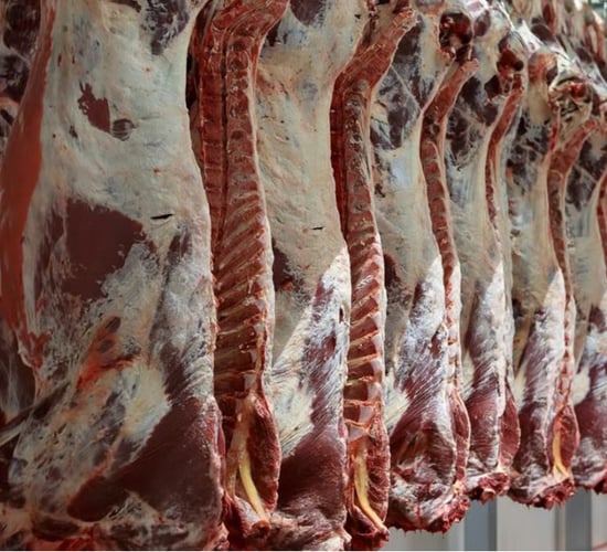 2025 factory cow kill falls by near 94,000 head or 21%