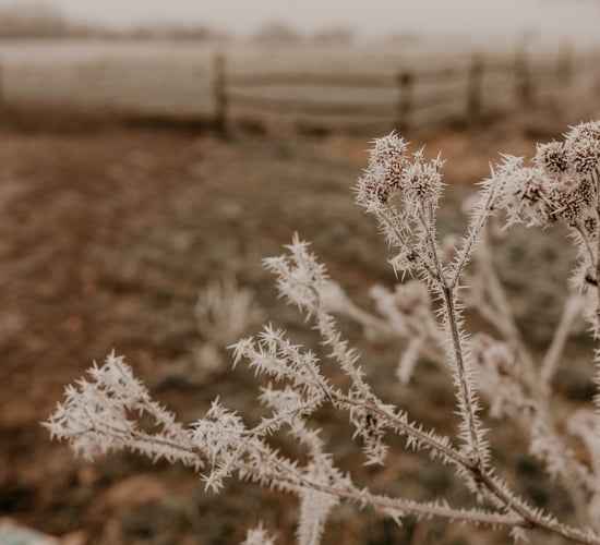 How to manage a cold snap on your farm