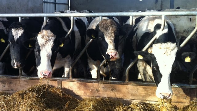 Beef kill back 85,728 head on 2014 levels - Weekly kill drops by 2%