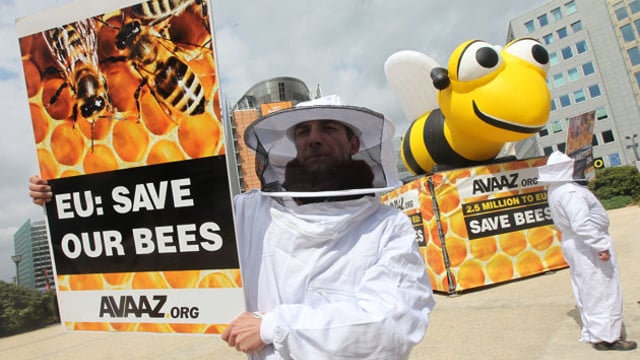 EU to ban bee pesticides from December