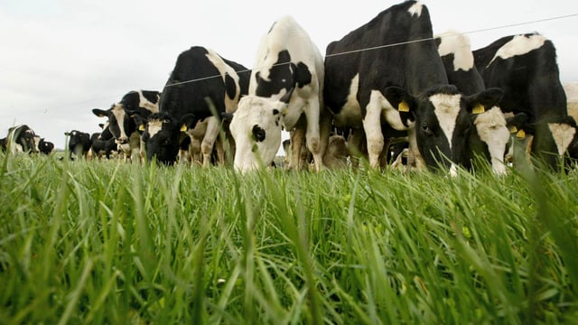 Maintaining high quality grass as growth rates continue