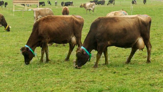 New Zealand dairy farmers facing life without inductions in 2015
