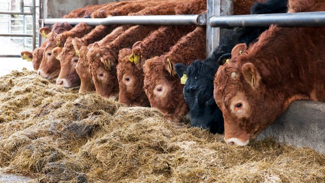 Strong Irish cattle prices