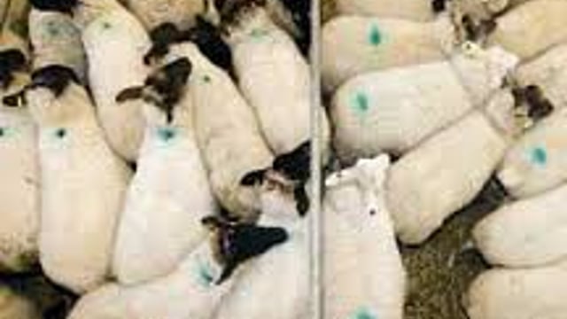 Farmers resisting lower lamb prices - IFA