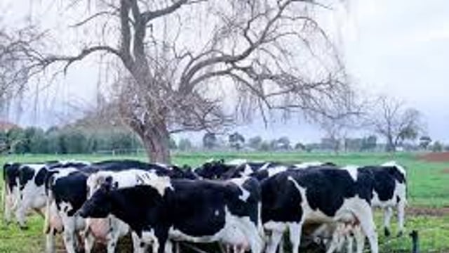 BVD costs Irish farmers €102m a year