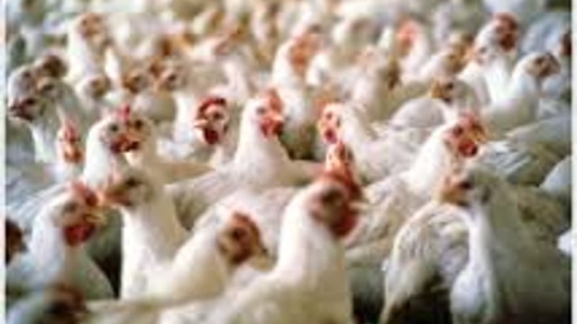 70% of UK supermarket chicken positive for campylobacter