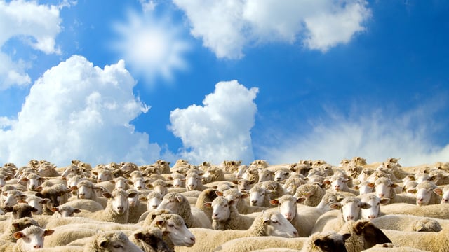 670 sheep seized in cross-border crackdown