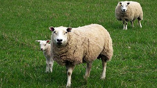 Sheep and goat owners to receive census this week