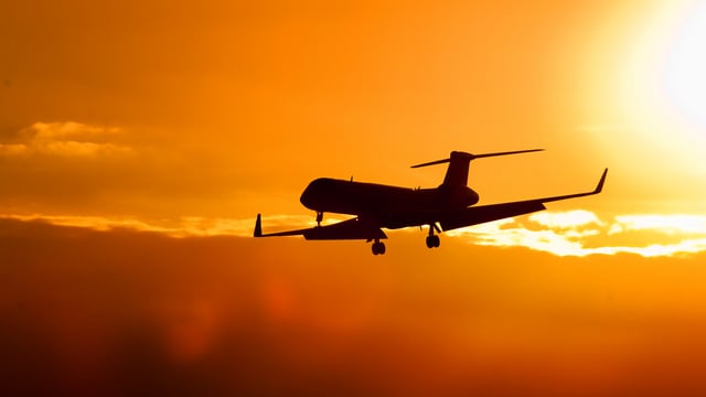 Teagasc project on calf air transport delayed