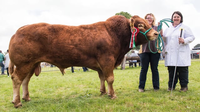 Limousin extravaganza at Antrim Show