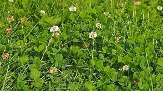 Maximising the use of clover to replace N fertiliser