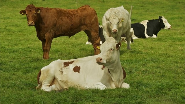 Penalty increase on young bulls on the cards