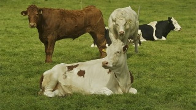Farmers Should Reject Beef Cuts – IFA
