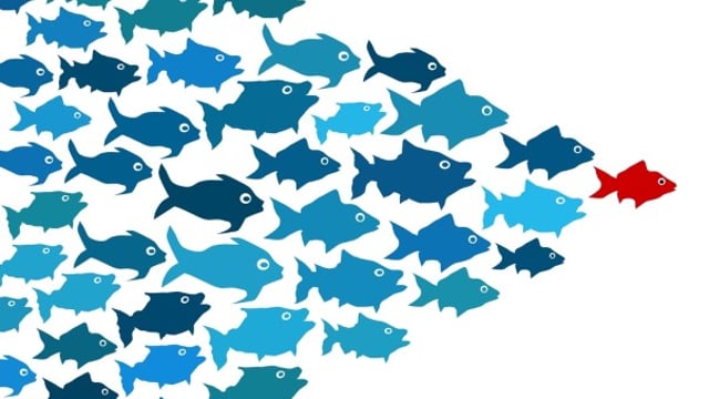 Irish seafood industry takes on China