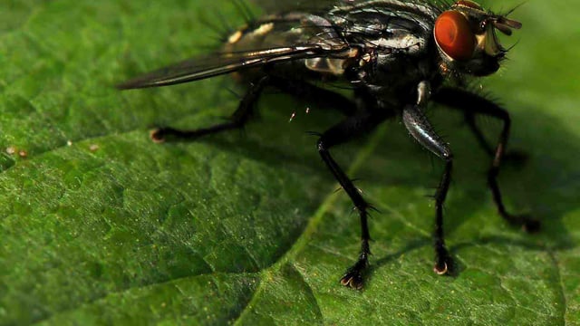 Pretty fly